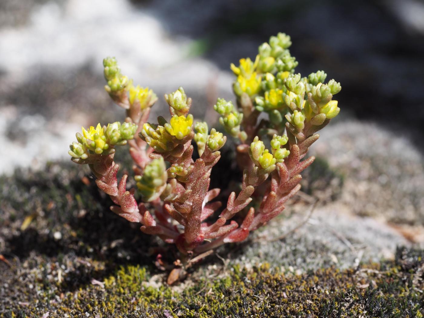 Stonecrop, Annual plant